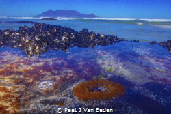 Underwater Cape Town.A sandy anemone keeps guard with Tab... by Peet J Van Eeden 